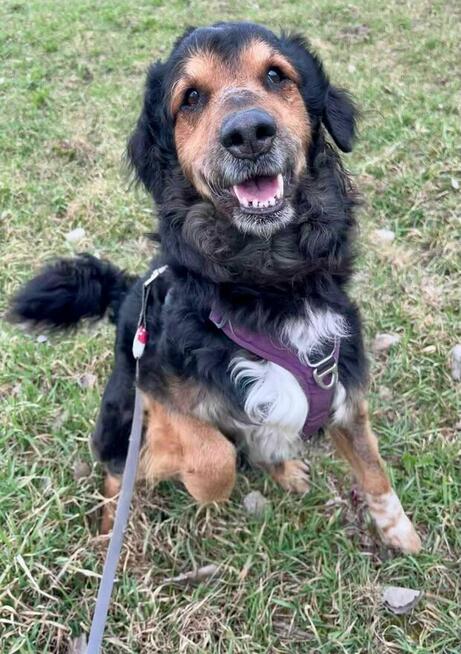 Krecik - pies z Schroniska w Tychach. Adopcja. Szuka domu