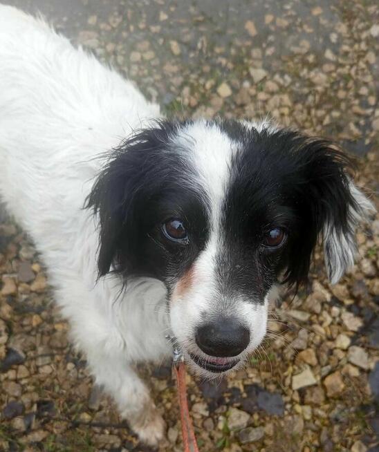 Nuka - pies z Schroniska w Tychach. Adopcja. Szuka domu