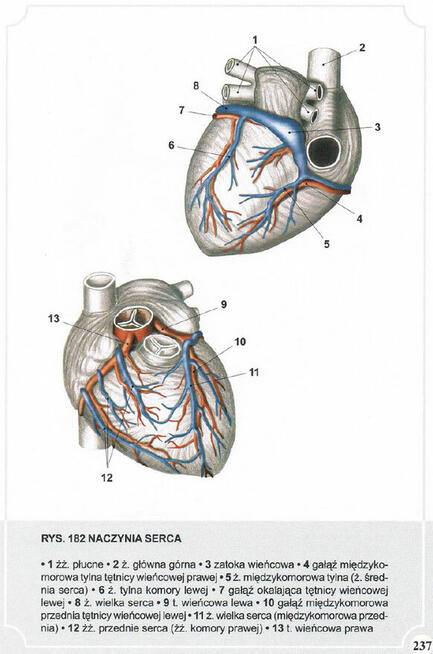 Atlas Anatomii Człowieka-Adam Zborowski