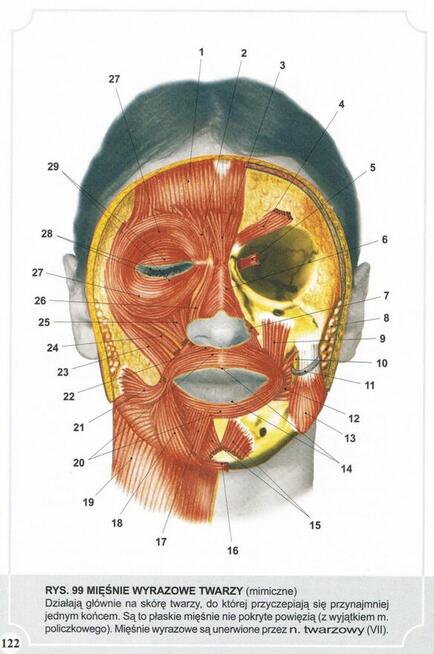 Atlas Anatomii Człowieka-Adam Zborowski