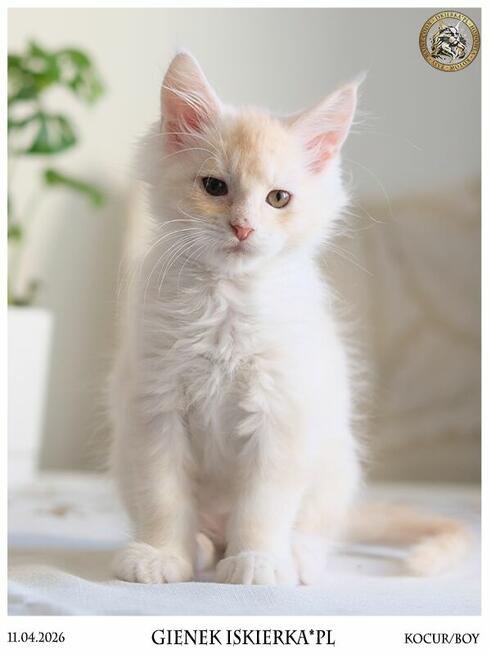 Gienek Iskierka*PL – Wyjątkowy kocur Maine Coon szuka domu