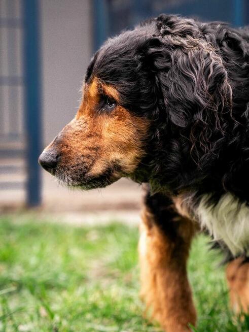 Krecik - pies z Schroniska w Tychach. Adopcja. Szuka domu