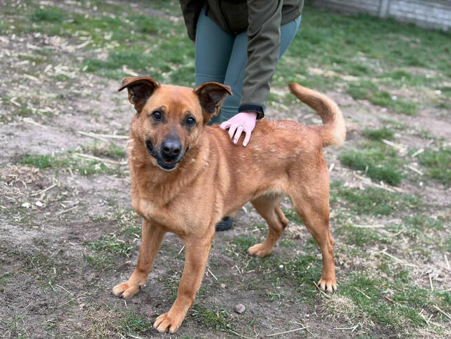 Ester seniorka ok 10 letnia sunia o wielkim sercu Bełchatów