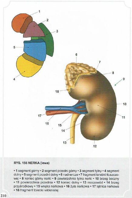Atlas Anatomii Człowieka-Adam Zborowski