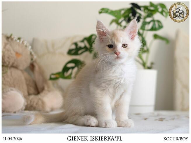 Gienek Iskierka*PL – Wyjątkowy kocur Maine Coon szuka domu