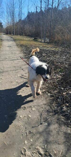 Nuka - pies z Schroniska w Tychach. Adopcja. Szuka domu