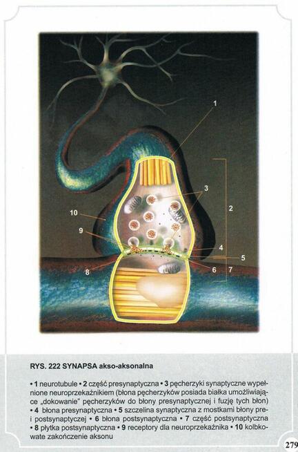 Atlas Anatomii Człowieka-Adam Zborowski