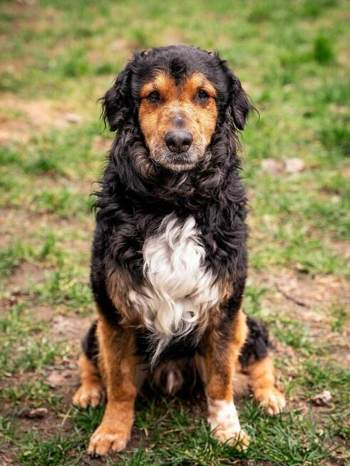 Krecik - pies z Schroniska w Tychach. Adopcja. Szuka domu