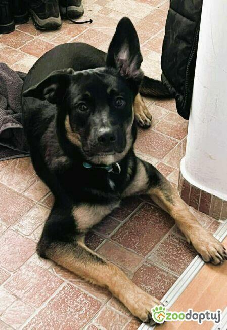 PIXEL _ super psiak szuka najlepszego domu