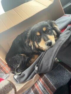 Pogodna przyjacielska sunia spragniona miłości czeka na dom