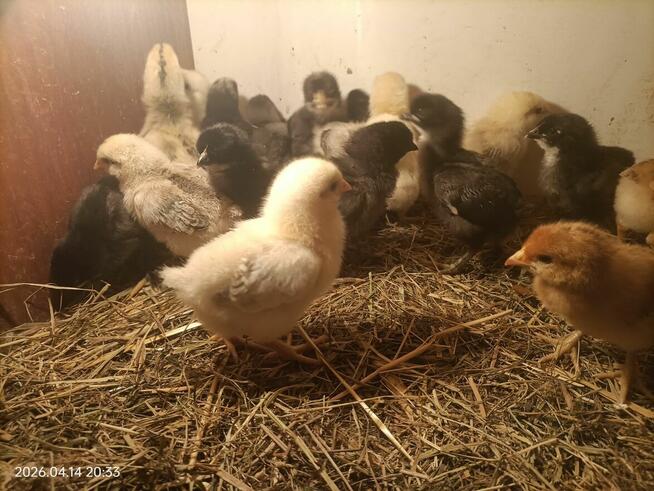 Sprzedam pisklęta mix niosek