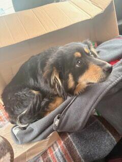 Pogodna przyjacielska sunia spragniona miłości czeka na dom