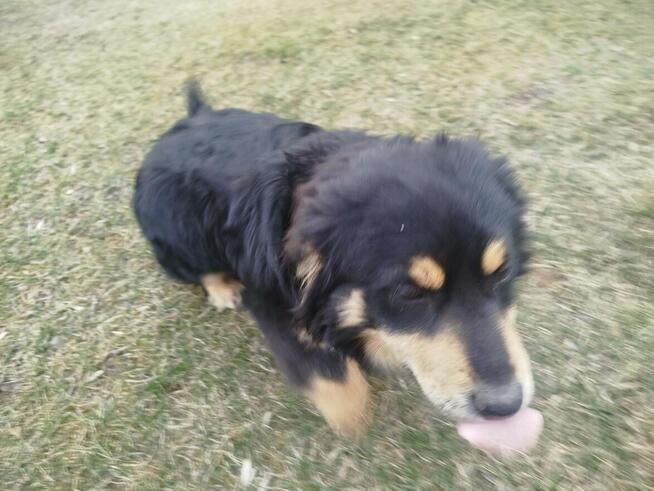 Pogodna przyjacielska sunia spragniona miłości czeka na dom