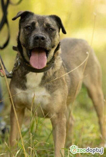 SZCZEPANEK - nie kochany, porzucony, szuka domu