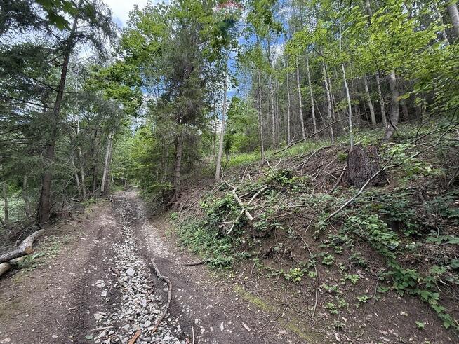 Nieruchomość gruntowa z własnym lasem