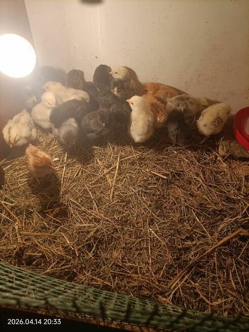 Sprzedam pisklęta mix niosek