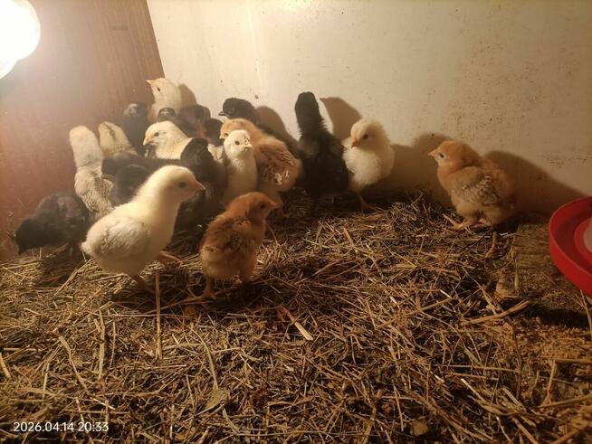 Sprzedam pisklęta mix niosek