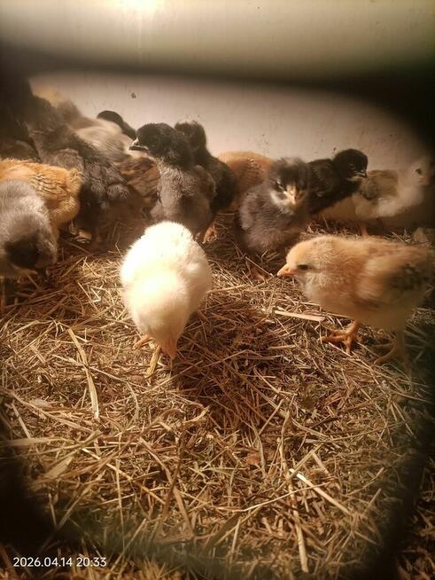 Sprzedam pisklęta mix niosek