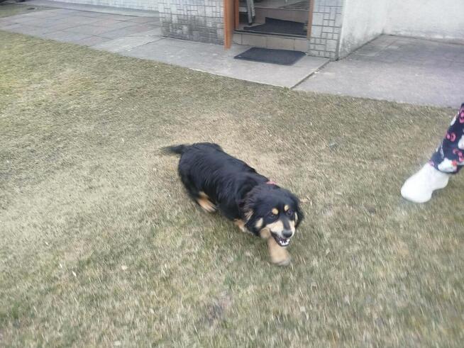 Pogodna przyjacielska sunia spragniona miłości czeka na dom