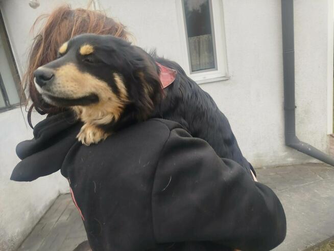 Pogodna przyjacielska sunia spragniona miłości czeka na dom