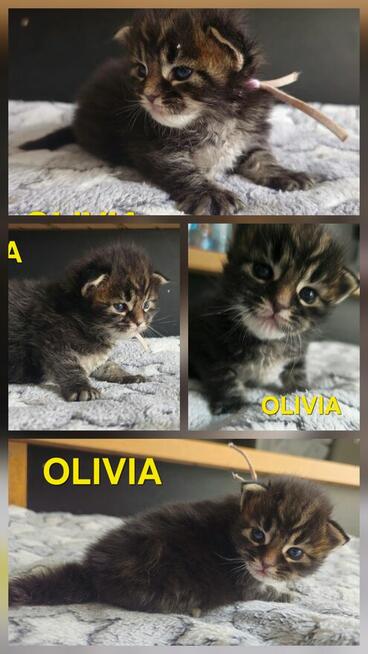 Maine coon odbiór lipiec