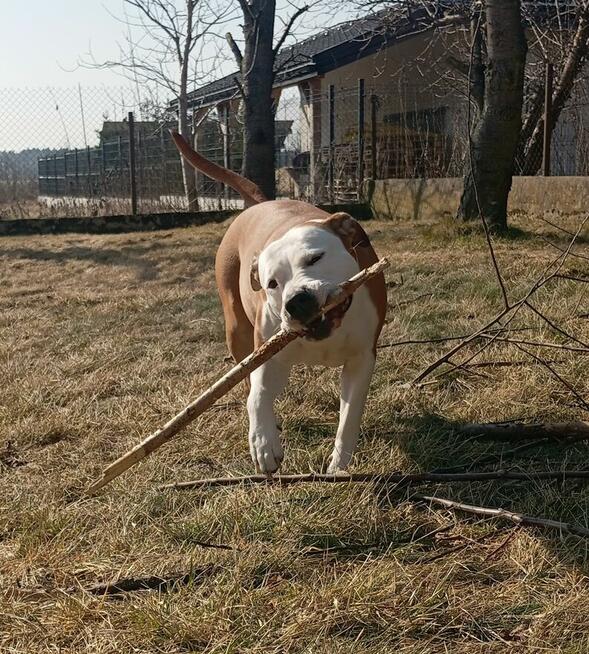 American Staffordshire Terrier