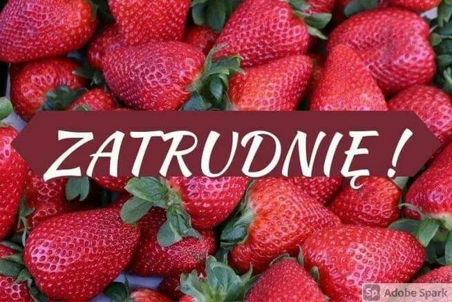 Zatrudnię na sezon pracowników do pracy na skupie owoców i w