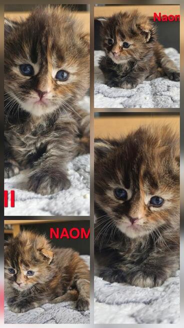 Maine coon odbiór lipiec