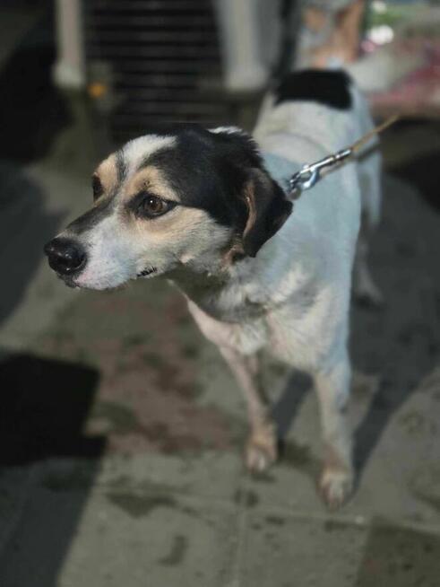 Ciacho szuka domu -schronisko Zgierz -aktualne