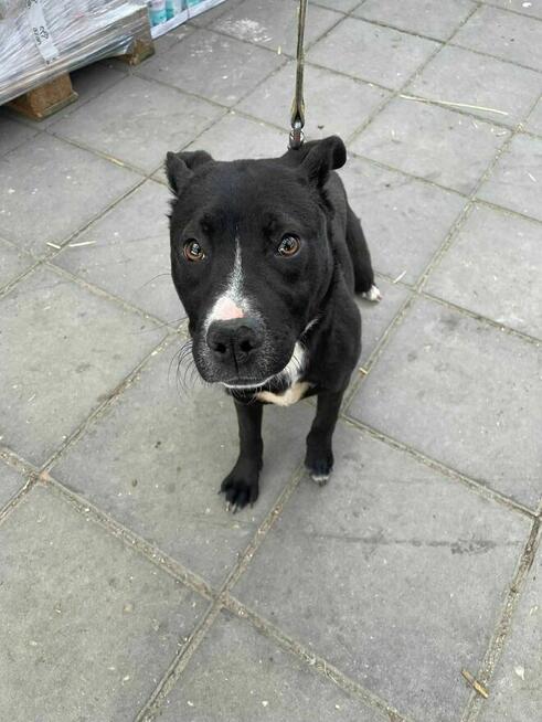 Szczeniak Klima szuka domu -schronisko Zgierz -aktualne