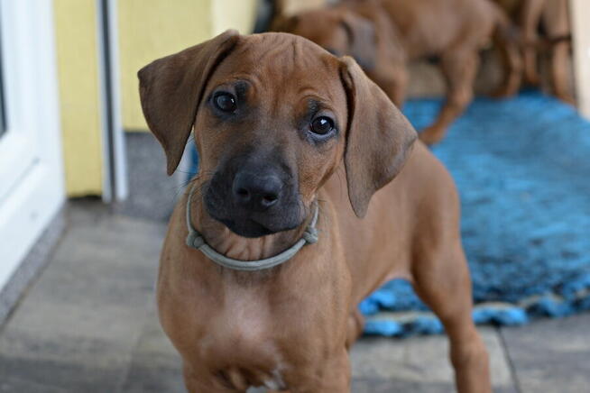 Szczenięta rhodesian ridgeback ZKwP / FCI