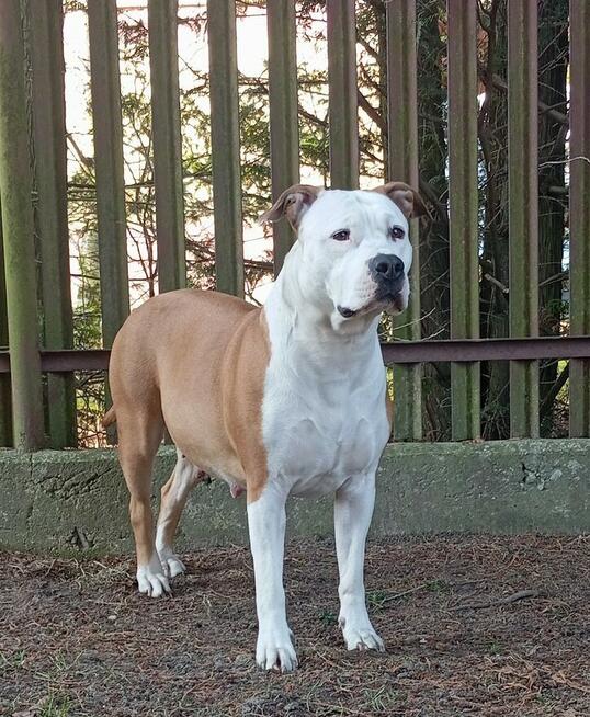 American Staffordshire Terrier