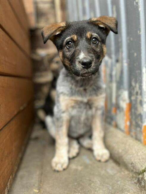 Pyza - słodka, 8 tygodniowa sunia szczeniak szuka domu