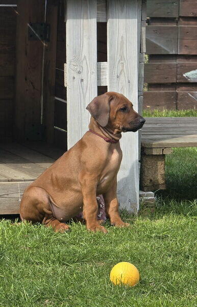 Szczenięta rhodesian ridgeback ZKwP / FCI