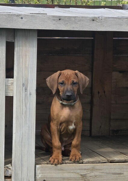 Szczenięta rhodesian ridgeback ZKwP / FCI