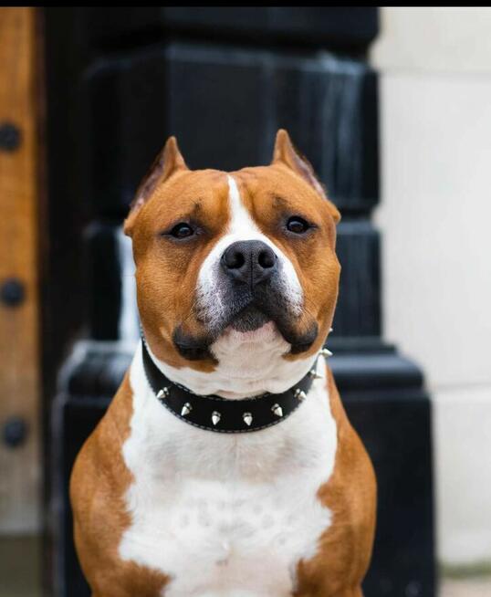 American Staffordshire Terrier