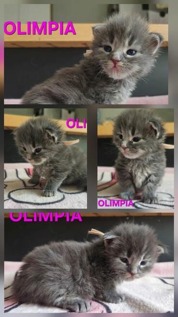 Maine coon odbiór lipiec