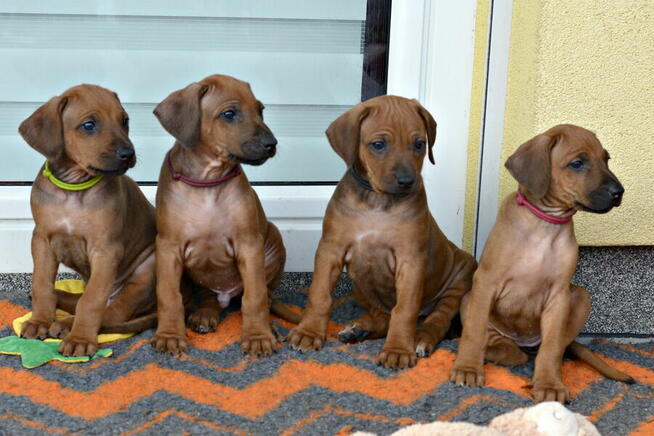 Szczenięta rhodesian ridgeback ZKwP / FCI
