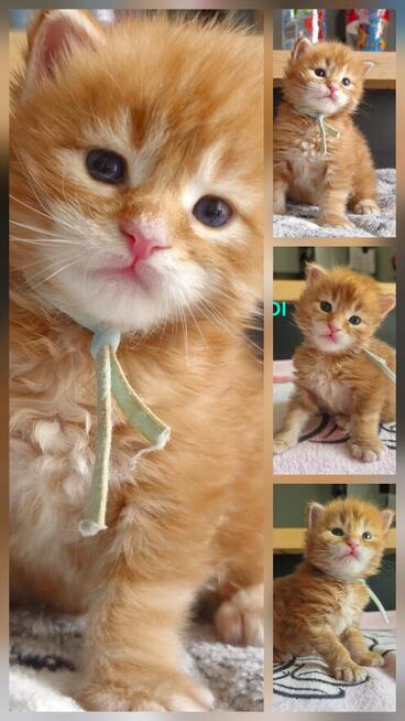Maine coon odbiór lipiec