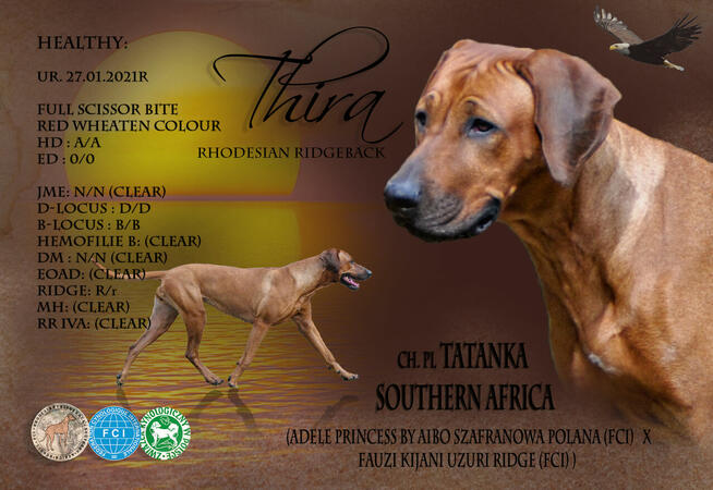 Szczenięta rhodesian ridgeback ZKwP / FCI
