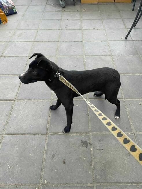 Szczeniak Klima szuka domu -schronisko Zgierz -aktualne