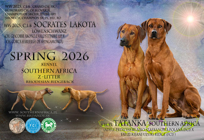 Szczenięta rhodesian ridgeback ZKwP / FCI