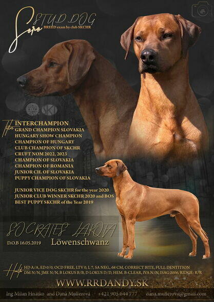 Szczenięta rhodesian ridgeback ZKwP / FCI