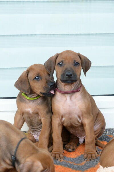 Szczenięta rhodesian ridgeback ZKwP / FCI