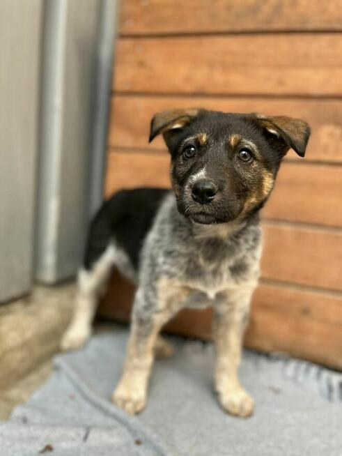 Pyza - słodka, 8 tygodniowa sunia szczeniak szuka domu