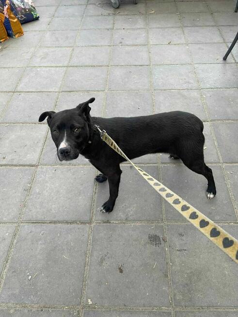 Szczeniak Klima szuka domu -schronisko Zgierz -aktualne