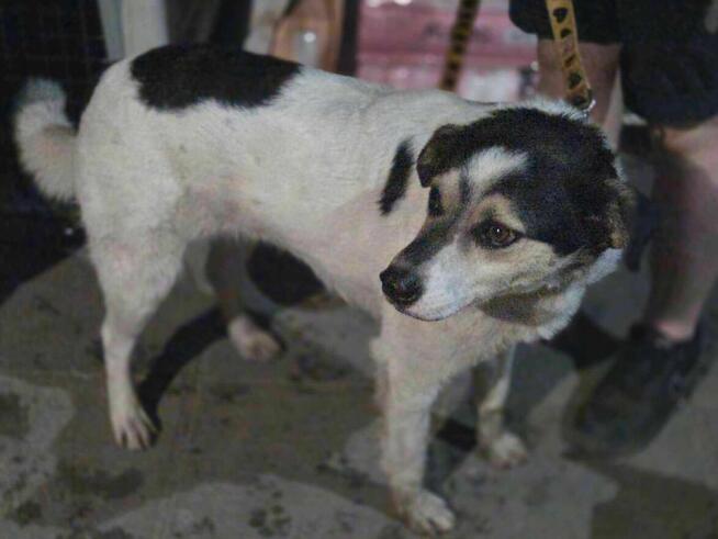 Ciacho szuka domu -schronisko Zgierz -aktualne