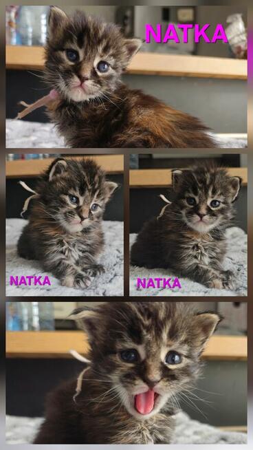 Maine coon odbiór lipiec