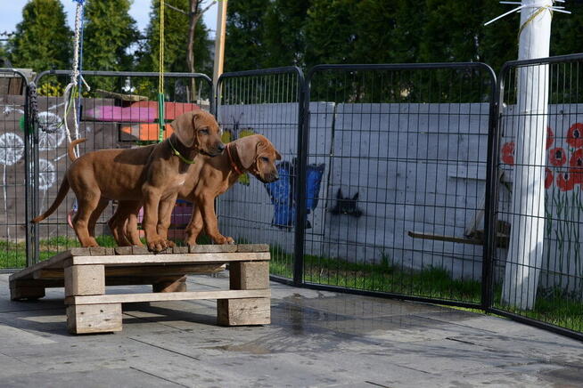 Szczenięta rhodesian ridgeback ZKwP / FCI