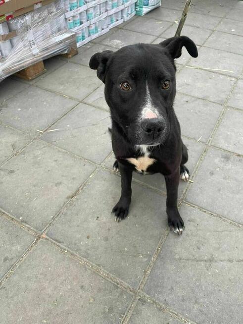 Szczeniak Klima szuka domu -schronisko Zgierz -aktualne